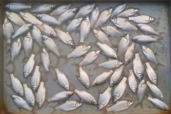 Fresh water local fish | Puti mass, Pool Barb fish fresh cut