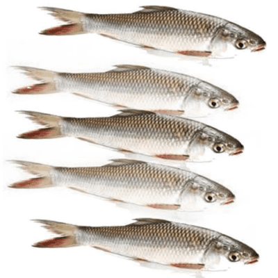 Labeo Bata or Bhangan fish | Small fish