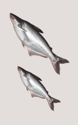 Pankaj/pangasius fish cut online 