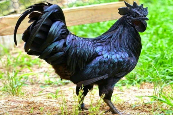 Kadaknath chicken meat online in Guwahati 